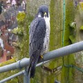 Cromer Church hosts breeding predators
